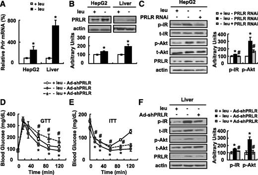 FIG. 6. Knocking down PRLR expression decreases leucine deprivation–enhanced insulin sensitivity in vitro and in vivo. A and B: Male C57BL/6J mice were fed a control [(+) leu] or (−) leu diet for 7 days, and HepG2 cells were incubated in (+) leu or (−) leu medium for 12 h. C: HepG2 cells were treated with PRLR siRNA (+ PRLR RNAi) or control reagent (− PRLR RNAi) for 36 h prior to being cultured in (−) leu or (+) leu media for 12 h, followed by stimulation with 100 nmol/L insulin for 20 min. D–F: Mice were infected with scrambled vector (− Ad-shPRLR) and fed a (+) leu diet (indicated by white circles and solid line), infected with scrambled vector (− Ad-shPRLR) and fed a (−) leu diet (indicated by black circles and solid line), or infected with Ad-shRNA against PRLR (+ Ad-shPRLR) and fed a (−) leu diet (indicated by black triangles and dashed line). GTTs and ITTs were performed at day 3 in D and E, and insulin signaling in liver was examined before (− Ins) and after (+ Ins) 2 units/kg insulin stimulation for 3 min in these mice on day 5 in F. The mean ± SEM values shown are representative of at least three independent in vitro experiments or at least two independent in vivo experiments, with the number of mice included in each group in each experiments indicated (n = 5–7). Statistical significance was calculated using the two-tailed Student t test or one-way ANOVA followed by the SNK test for the effects of (−) leu vs. (+) leu treatment (*P < 0.05) in A–F, Ad-shPRLR vs. the control group under (−) leu treatment (#P < 0.05) in C–F. A: Prlr mRNA. B: PRLR protein (top, Western blot; bottom, quantitative measurements of PRLR protein relative to actin). C and F: p-IR (tyr1150/1151), p-Akt (ser473), and PRLR protein (left, Western blot; right, quantitative measurements of p-IR and p-Akt protein relative to total IR and Akt, respectively). D: GTT. E: ITT. t, total.