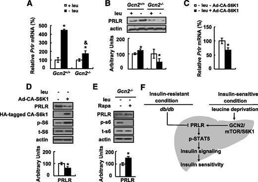 FIG. 7. Leucine deprivation stimulates PRLR expression by activating GCN2 and decreasing mTOR/S6K1 signaling. A and B: Gcn2+/+ or Gcn2−/− mice were fed a control (+) leu or (−) leu diet for 7 days. C and D: Mice were infected with Ad-CA-S6K1 (+ Ad-CA-S6K1) or control GFP Ad (− Ad-CA-S6K1) via tail-vein injection and were fed a (−) leu diet for 7 days. E: Gcn2−/− mice were intraperitoneally injected with rapamycin (Rapa) at a dose of 1 mg/kg body weight (+ Rapa) or vehicle alone (− Rapa) once a day while fed (−) leu diet for 7 days. Data are the mean ± SEM and are representative of at least two independent in vivo experiments with the number of mice as indicated (n = 5–7 per group each time in A–D; n = 5 per group each time in E). Statistical significance was calculated using a two-tailed Student t test for the effects of (−) leu vs. control diet (*P < 0.05) and the effects of Gcn2+/+ mice fed (−) leu diet vs. Gcn2−/− mice fed (−) leu diet (&P < 0.05) in A and B, with vs. without Ad-CA-S6K1 under (−) leu treatment (*P < 0.05) in C and D, with vs. without rapamycin under (−) leu treatment in E (*P < 0.05). A and C: Prlr mRNA. B, D, and E: PRLR and p-S6 (ser235/236) protein (top, Western blot; bottom, quantitative measurements of PRLR relative to actin). F: Working model. t, total.