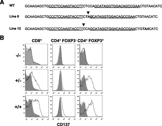 Figure 1. ZFN-mediated modification of the Tnfrsf9 gene in NOD mice. (A) The wild-type (WT) sequence of the ZFN target site in exon 4 (the second coding exon) of the Tnfrsf9 gene is shown at the top. The respectively altered sequences for line-6 and line-12 are indicated below WT. Each of the ZFN-binding sequences on the opposite strands is underlined. The arrowheads indicate the respective locations of the two base-pair deletions in line-6 and line-12. The bold and italic letters depict the premature stop codons introduced as a result of the deletion at the ZFN target site. (B) Lack of CD137 protein expression confirms its deficiency in the homozygous Tnfrsf9 mutant. Splenocytes from 7- to 9-week-old male littermates of indicated genotypes were stimulated with 1.25 µg/mL anti-CD3 overnight, and cells were harvested and analyzed for CD137 protein expression by flow cytometry the following day. Representative histograms show the expression of CD137 on CD8+, CD4+FOXP3-, or CD4+FOXP3+ gated cells. The solid line indicates the staining of CD137, and the shaded area depicts the isotype control. Same results were obtained in more than three independent experiments using line-6 or line-12 littermates.