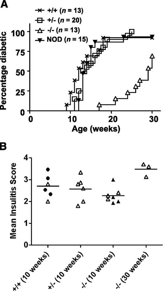 Figure 2. CD137 deficiency suppresses T1D but not insulitis development in NOD mice. (A) Female littermates of the indicated genotypes were monitored weekly for T1D development for 30 weeks. Diabetes onset was determined by two consecutive positive readings of glycosuria on a urine test strip (>250 mg/dL). A cohort of standard wild-type NOD females (not from line-6 or line-12 littermates) was also included for comparison. T1D progression in CD137-deficient (−/−) mice was significantly suppressed when compared with all other groups (P < 0.005, Kaplan-Meier log-rank analysis). (B) Mean insulitis scores were determined in 10- and 30-week-old female littermates of indicated genotypes (open triangles), 10-week-old female progeny from CD137-deficient parents that had been fixed to homozygosity (closed triangles), or 10-week-old standard wild-type NOD females (closed circles). Pancreatic islets were individually scored as follows: 0, no lesions; 1, peri-insulitis but no penetration; 2, up to 25% islet destruction; 3, up to 75% islet destruction; and 4, end-stage–to–complete islet destruction. At least 15 islets were scored for each mouse, and the mean was calculated.