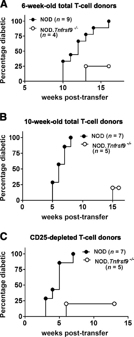 Figure 3. CD137 deficiency reduces the diabetogenic activity of T-cells. (A) To compare the diabetogenic activity of CD137-sufficient and -deficient T-cells, we transferred 5 × 106 purified splenic T-cells isolated from 6-week-old standard NOD or NOD.Tnfrsf9−/− (line-12) females into 6–8-week-old NOD.Rag1−/− recipients. Splenic total T-cells were isolated by negative selection using the Pan T-cell Isolation Kit II that depletes CD11b, CD11c, CD19, B220, DX5, and CD105+ cells, confirmed by flow cytometry to be >95% pure, and consisted of CD4 and CD8 T-cells (approximately a 2:1 ratio). T1D development was monitored weekly for 16 weeks. T1D incidence of CD137-deficient T-cell recipients is significantly lower than those infused with wild-type T-cells (P < 0.01, Kaplan-Meier log-rank analysis). Histological analysis showed various levels of insulitis in three nondiabetic NOD.Rag1−/− recipients infused with CD137-deficient T-cells at 16 weeks post-transfer (mean insulitis scores of 1.3, 2.68, and 2.88, respectively). (B) The diabetogenic activity of CD137-sufficient and -deficient T-cells was compared by transferring 5 × 106 purified splenic T-cells isolated from 10-week-old standard NOD or NOD.Tnfrsf9−/− (line-12) females into 6-week-old NOD.Rag1−/− recipients. Splenic total T-cells were isolated by negative selection using the Pan T-cell Isolation Kit II that depletes CD11b, CD11c, CD19, B220, DX5, and CD105+ cells, confirmed by flow cytometry to be >95% pure, and consisted of CD4 and CD8 T-cells (approximately a 2:1 ratio). T1D development was monitored weekly for 16 weeks. T1D incidence of CD137-deficient T-cell recipients is significantly lower than those infused with wild-type T-cells (P < 0.005, Kaplan-Meier log-rank analysis). (C) To determine if the reduced diabetogenic activity of CD137-deficient T-cells was due to Tregs, we transferred CD25-depleted T-cells (5 × 106) isolated from 20-week-old NOD.Tnfrsf9−/− (line-12) females into NOD.Rag1−/− recipients. The control group received CD25-depleted T-cells isolated from 10-week-old standard NOD females. T1D development was monitored weekly for 13 weeks. Total splenic T-cells were isolated as in A and B, and CD25+ cells were also depleted by a biotin-conjugated anti-CD25 antibody and antibiotin microbeads. Depletion of CD25+ cells was confirmed by flow cytometry (<0.5% remaining). T1D incidence of CD137-deficient T-cell recipients is significantly lower than those infused with wild-type T-cells (P < 0.01, Kaplan-Meier log-rank analysis).