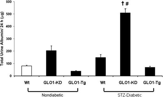 Figure 2. Quantitation of albuminuria in nondiabetic and diabetic Wt, GLO1-KD, and GLO1-Tg mice (n = 15). Data are expressed as mean ± SD (†P < 0.05 vs. GLO1-KD; #P < 0.05 vs. STZ-Wt; ANOVA).
