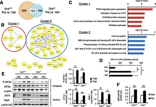 Figure 1. The ATF4 pathway is activated by SFAs in the absence of TLR4. A: Venn diagram showing genes induced by palmitate (Pal) in a TLR4-independent manner. Tlr4+/+ and Tlr4−/− peritoneal macrophages were treated with 500 μmol/L Pal or BSA (Veh) for 8 h. B: Network analysis of the 122 genes in the overlap in A on the STRING 9.0 database interaction network, followed by Markov clustering algorithm. C: Pathway analysis of the clusters formed in B using the Reactome database. D: Activation of ATF4 translation by Pal. RAW264 cells were transiently transfected with the ATF4 5′ UTR luciferase construct. Cells were stimulated with 500 μmol/L Pal, 20 μmol/L Sal (used as a positive control) or Veh for 8 h (*P < 0.05, n = 3). E: Western blotting of cytoplasmic (for P-eIF2α, eIF2α, and beta-actin) and nuclear (for ATF4, RelA, and lamin A/C) fractions of Tlr4+/+ and Tlr4−/− peritoneal macrophages. Cells were stimulated with 500 μmol/L Pal or Veh for 8 h. Representative blots (left) and quantitative results (right) are shown (*P < 0.05, n = 5). F: NF-κB activity assay. Tlr4+/+ and Tlr4−/− peritoneal macrophages were treated with 500 μmol/L Pal or Veh for 4 h. NF-κB p65/RelA activity in the nuclear extract was measured (**P < 0.01, n = 3). IKK, inhibitor of nuclear factor κB kinase; IκB, inhibitor of nuclear factor κB; SCF, Skp1-cullin-F-box protein; β-TrCP, β-transducin repeat-containing protein.