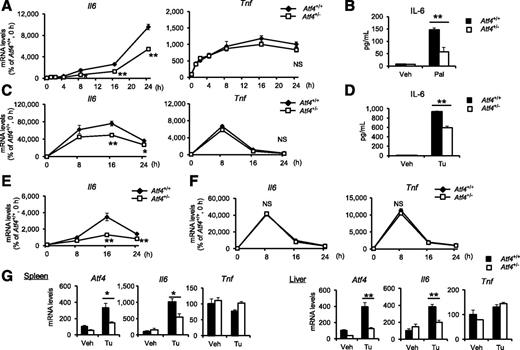 Figure 2. ATF4 is required for Il6 expression in response to metabolic stresses. A and B: Atf4+/+ and Atf4+/− BMDMs were treated with 500 μmol/L palmitate (Pal) or BSA (Veh). A: Expression levels of proinflammatory cytokines at the indicated time points (*P < 0.05, **P < 0.01, n = 3). B: IL-6 levels in the culture media obtained from 24-h treated samples (**P = 0.0094, n = 3). C and D: Atf4+/+ and Atf4+/− peritoneal macrophages were treated with 1 μg/mL tunicamycin (Tu) or DMSO (Veh). C: Expression levels of proinflammatory cytokines at the indicated time points (*P < 0.05, **P < 0.01, n = 3). D: IL-6 levels in the culture media obtained from 24-h treated samples (**P = 0.0006, n = 3). E and F: Expression levels of proinflammatory cytokines were measured at the indicated time points. E: Atf4+/+ and Atf4+/− peritoneal macrophages were treated with 1 μmol/L thapsigargin (**P < 0.01, n = 3). F: Atf4+/+ and Atf4+/− peritoneal macrophages were treated with 10 ng/mL lipid A (n = 3). G: Atf4+/+ and Atf4+/− mice were intraperitoneally injected with Tu 1 mg/kg or DMSO (Veh). Sixteen hours after injection, expression levels of Atf4 and proinflammatory cytokines were examined in the spleen and the liver (*P < 0.05, **P < 0.01, n = 5).