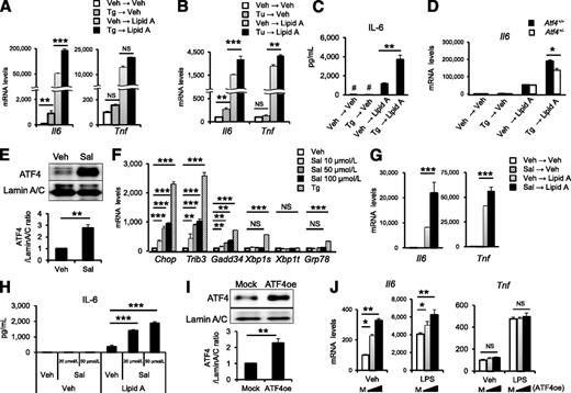 Figure 3. Activation of the ATF4 pathway exaggerates Il6 expression in synergy with the TLR4 pathway. A and B: Expression levels of proinflammatory cytokines were measured. A: BMDMs were pretreated with 1 μmol/L thapsigargin (Tg) or DMSO (Veh) for 2 h, then stimulated with 10 ng/mL lipid A or PBS (Veh) for 4 h (**P < 0.01, ***P < 0.001, n = 3). B: Peritoneal macrophages were pretreated with 1 ng/mL tunicamycin (Tu) or DMSO (Veh) for 2 h, then stimulated with 10 ng/mL lipid A or PBS (Veh) for 4 h (**P < 0.01, ***P < 0.001, n = 3). C: RAW264 macrophages were pretreated with 0.3 μmol/L Tg or DMSO (Veh) for 2 h, then stimulated with 10 ng/mL lipid A or PBS (Veh) for 4 h. IL-6 levels in the culture media were measured by ELISA (**P = 0.0017, n = 4; #below the lower limit of quantification). D: Atf4+/+ and Atf4+/− BMDMs were pretreated with 1 μmol/L Tg or DMSO (Veh) for 2 h, then stimulated with 10 ng/mL lipid A or PBS (Veh) for 4 h. Expression levels of proinflammatory cytokines were measured (*P = 0.0182, n = 3). E: RAW264 macrophages were treated with 20 μmol/L Sal or DMSO (Veh) for 4 h. ATF4 protein levels in the nucleus was determined by Western blotting. Representative blots (top) and quantitative results (bottom) are shown (**P < 0.01, n = 4). F and G: Expression levels of proinflammatory cytokines were measured. F: RAW264 macrophages were treated with Sal (10, 50, 100 μmol/L) or 1 μmol/L Tg or DMSO (Veh) for 4 h (**P < 0.01, ***P < 0.001, n = 3). G: BMDMs were pretreated with 50 μmol/L Sal or DMSO (Veh) for 4 h, then stimulated with 10 ng/mL lipid A or PBS (Veh) for 4 h (***P < 0.001, n = 3). H: BMDMs were pretreated with Sal 20 and 50 μmol/L or DMSO (Veh) for 4 h, then stimulated with 10 ng/mL lipid A or PBS (Veh) for 4 h. IL-6 levels in the culture media were measured (***P < 0.001, n = 3). I and J: RAW264 macrophages were transiently transfected with expression vectors encoding murine ATF4 (ATF4oe) or empty vectors (Mock or M). I: Twenty-four hours after transfection, ATF4 protein levels in the nucleus were determined by Western blotting. Representative blots (top) and quantitative results (bottom) are shown (**P < 0.01, n = 4). J: Twenty-four hours after transfection, cells were stimulated with 100 ng/mL LPS or PBS (Veh) for 4 h. Expression levels of proinflammatory cytokines were measured (*P < 0.05, **P < 0.01, n = 3). Gadd34, growth arrest and DNA damage-inducible gene 34; Grp78, glucose-regulated protein 78.