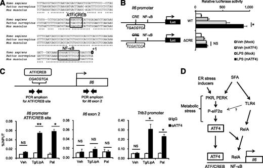 Figure 5. ATF4 directly activates the Il6 promoter. A: The evolutionarily conserved region of the Il6 promoter. B: The Il6 promoter luciferase (Luc) assay in RAW264 macrophages. Cells were transiently transfected with expression vectors encoding murine ATF4 (mATF4) or empty vectors (Mock). Twenty-four hours after transfection, cells were stimulated with 100 ng/mL LPS for 24 h (*P = 0.0154, n = 3). C: A chromatin immunoprecipitation assay using peritoneal macrophages. Cells were treated with BSA for 4 h (Veh), palmitate (Pal) (500 μmol/L) for 4 h, or thapsigargin (Tg) (1 μmol/L) for 2 h followed by lipid A (LipA) (10 ng/mL) for 4 h (*P < 0.05, **P < 0.01, n = 3). Chromatin was immunoprecipitated and quantitated by PCR analysis of the region containing the ATF/CREB site on the Il6 promoter. Il6 exon 2 and the Trib3 promoter were used as negative and positive control loci, respectively. D: Schematic representation. WT, wild type.