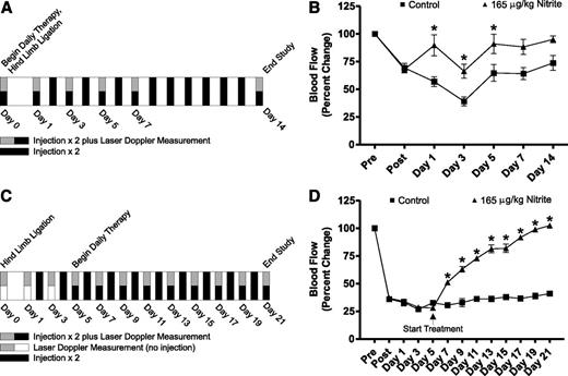 Figure 1. Sodium nitrite therapy increases diabetic ischemic hind limb blood flow. A: Panel shows the protocol schematic for acute sodium nitrite therapy in 3-month-old diabetic mice. B: Panel reports hind limb blood flow data following induction of ischemia and nitrite treatment protocol illustrated in panel A. C: Panel illustrates the protocol schematic for delayed sodium nitrite therapy in 9-month-old diabetic mice. D: Panel represents hind limb blood flow data following induction of ischemia and nitrite treatment protocol illustrated in panel C. n = 6/cohort. *P < 0.05.
