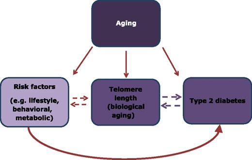Figure 1. Conceptual framework relating telomere length and type 2 diabetes risk. While telomere length may have a direct and causal influence on type 2 diabetes, it may serve as a causal mediator of other risk factors or may be altered as a result of metabolic processes associated with diabetes.