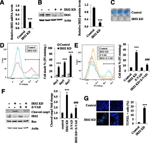 Figure 1. Reduced IRS2 expression leads to apoptosis in MIN6 cells. A: mRNA levels in control and IRS2 KD cells. MIN6 cells were infected with a lentivirus vector that drives expression of an shRNA that targets the IRS2 transcript (IRS2 KD) or a control lentivirus vector without a specific target. After 5 days infection, IRS2 mRNA levels were measured by real-time reverse transcription PCR (n = 3). B: IRS2 and caspase-3 protein levels in IRS2 KD cells. Three days after IRS2 shRNA lentivirus infection, IRS2 protein and cleaved caspase-3 protein were assayed by Western blot (three independent experiments). C: Cell viability in IRS2 KD cells was assessed by methylene blue staining. After 5 days, cells exposed to the IRS2 shRNA lentivirus showed a marked decrease in methylene blue uptake. D: Cell death was determined by PI staining in MIN6 cells. Three days after IRS2 shRNA lentivirus infection, the percentage of cell death is shown by representative histograms (left). The results are shown (right). E: MIN6 cells were treated with caspase inhibitor (20 μmol/L Z-VAD) for 2 h prior to infection with IRS2 shRNA lentivirus, and cell death was determined 3 days later by PI staining (n = 3). F: Cleaved caspase-3 protein levels were assayed by Western blot. The bar graph depicts the relative changes in the levels of the indicated proteins using densitometry analysis of the Western blots in F (n = 3). ***P < 0.001 compared with control group; ###P < 0.001 compared with IRS2 KD group. G: TUNEL labeling of IRS2 KD MIN6 cells. Three days after IRS2 shRNA lentivirus infection, apoptotic cells were assayed by TUNEL staining. Quantitative TUNEL data are shown. ***P < 0.001 compared with control group. Values are mean ± SEM.
