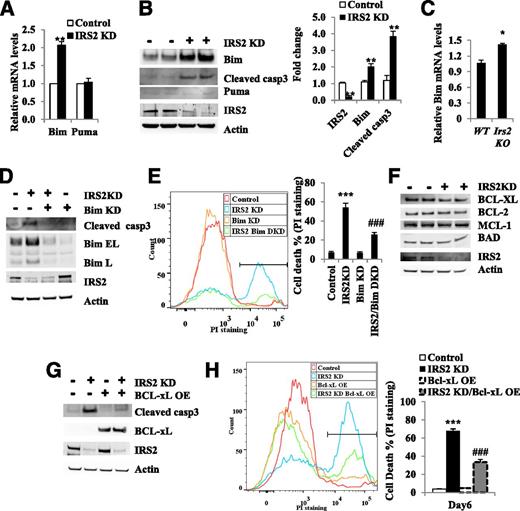 Figure 2. Bim is upregulated in MIN6 cells after IRS2 suppression. A: Bim and Puma mRNA levels in control and IRS2 KD cells. Five days after IRS2 KD in MIN6 cells, Bim and Puma mRNA levels were measured by QRT-PCR in MIN6 cells (n = 3). **P < 0.01 compared with control group. B: Western blot of IRS2 KD cells. Three days after IRS2 KD in MIN6 cells, immunoblot analysis was performed to determine IRS2, Bim, Puma, and cleaved caspase-3 protein levels in IRS2 KD MIN6 cells. The bar graph depicts the relative changes in the levels of the indicated proteins using densitometry analysis of the Western blots in B (n = 3). Values are mean ± SEM. C: Bim mRNA levels were measured by QRT-PCR in islets from 5–6-week-old male Irs2−/− mice on normal chow (n = 3–4). D: Western blot of IRS2/Bim DKD cells. Three days after IRS2/Bim DKD in MIN6 cells, immunoblot of IRS2, Bim, and cleaved caspase-3 in cells. E: Measurement of cell death. Five days after Bim/IRS2 DKD in MIN6 cells, cell death was determined by PI staining (n = 3). ***P < 0.001 compared with control group; ###P < 0.001 compared with IRS2 KD group. F: Western blot of IRS2 KD MIN6 cells. Three days after IRS2 KD in MIN6 cells, immunoblot of BCL-2, BCL-XL, and MCL-1. G: Western blot of IRS2 KD/Bcl-xL–overexpressing cells. Three days after IRS2 KD and/or Bcl-xL overexpression (OE) in MIN6 cells, immunoblot of cleaved caspase-3, BCL-xL, and IRS2 proteins in MIN6 cells. H: Cell death was determined by PI staining in IRS2 KD/Bcl-xL OE cells. The percentage of cell death is shown by representative histograms (left). The results are shown (right). ***P < 0.001 compared with control group; ###P < 0.001 compared with IRS2 KD group. Values are mean ± SEM.