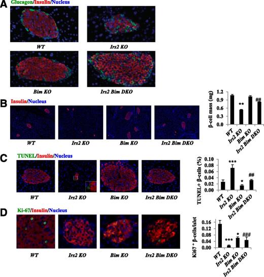 Figure 3. Bim ablation protects β-cells in adult Irs2−/− mice. A: Morphology of adult mouse islets after 18 weeks on a normal diet; anti-insulin and antiglucagon antibodies were used to stain β-cells (red) and α-cells (green), respectively. B: Histological analysis of pancreatic islets and quantitative analysis of β-cell mass are shown (n = 3–5 per group). **P < 0.01 compared with the WT mice; ##P < 0.01 compared with Irs2−/− mice. C: TUNEL labeling of adult pancreatic β-cells. Quantitative TUNEL data are shown. *P < 0.05 and ***P < 0.001 compared with the WT mice; ##P < 0.01 compared with Irs2−/− mice. Original magnification ×200. D: Ki-67 staining of β-cells; group Ki-67 data are on the right. *P < 0.05 and ***P < 0.001 compared with the WT mice; ###P < 0.001 compared with Irs2−/− mice. Original magnification ×200. All group data are mean ± SEM of n = 3. DKO, double KO.