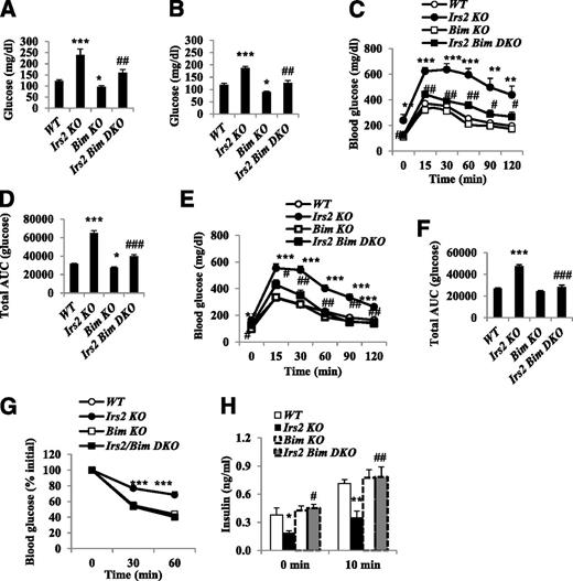 Figure 4. Bim gene ablation reduces hyperglycemia in Irs2−/− mice. Fasting glucose levels were measured in male (A) and female (B) mice at 16 weeks (n = 8–12). *P < 0.05 and ***P < 0.001 compared with the WT mice; ##P < 0.01 compared with Irs2−/− mice. Blood glucose levels after intraperitoneal injection of dextrose (2 g/kg) in male (C) and female (E) mice at 12 weeks. **P < 0.01 and ***P < 0.001 compared with the WT mice; #P < 0.05, ##P < 0.01, and ###P < 0.001 compared with Irs2−/− mice. Area under the blood glucose curves (AUC) using the data from panel C (D) or panel E (F) (n = 8–12) in the four mouse groups designated. **P < 0.01 and ***P < 0.001 compared with the WT mice; ##P < 0.01 compared with Irs2−/− mice. G: Glucose levels in response to insulin (0.75 units/kg body weight) in the four mouse groups designated at 13 weeks (n = 8–10). H: Insulin levels measured fasting and 10 min after intraperitoneal dextrose at 12 weeks (n = 8–10). **P < 0.01 compared with the WT mice; #P < 0.05 compared with Irs2−/− mice. Values are mean ± SEM. DKO, double KO.
