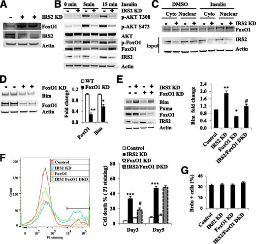 Figure 5. FoxO1 regulates Bim upregulation, and FoxO1 suppression partially rescues MIN6 cells from apoptosis induced by IRS2 suppression. A: FoxO1 protein levels were increased in IRS2 KD MIN6 cells. Three days after IRS2 shRNA lentivirus infection, FoxO1 protein was analyzed by Western blot. B: Insulin effects on phosphorylation of AKT and FoxO1 in IRS2 KD MIN6 cells. Two days after IRS2 shRNA lentivirus infection, serum-starved (overnight) cells were stimulated with 100 nmol/L insulin for 5 and 15 min. IRS2, AKT, and FoxO1 proteins were assayed by Western blot (n = 3). C: FoxO1 nuclear/cytosolic translocation in IRS2 KD MIN6 cells. Two days after IRS2 shRNA lentivirus infection, serum-starved (overnight) cells were stimulated with 100 nmol/L insulin for 10 min, and cytosolic and nuclear proteins were analyzed by Western blot. D: Bim protein levels in FoxO1 KD cells. Three days after FoxO1 shRNA lentivirus infection, Bim protein was analyzed by Western blot. The bar graph depicts the relative changes in the levels of the indicated proteins using densitometry analysis of the Western blots in D (n = 3). *P < 0.05, **P < 0.01, compared with WT group. E: Bim protein in IRS2/FoxO1 DKD cells. Three days after IRS2/FoxO1 shRNA lentivirus infection, Bim protein was analyzed by Western blot. The bar graph depicts the relative changes in the levels of the indicated proteins using densitometry analysis of the Western blots in E (n = 3). *P < 0.05, **P < 0.01, compared with control cells. F: Cell death was determined by PI staining in MIN6 cells. MIN6 cells were infected with IRS2/FoxO1 shRNA lentivirus, and cell death was determined 3 and 5 days later by PI staining (n = 3). The percentage of cell death on day 3 is shown by representative histograms (left). ***P < 0.001 compared with control group; #P < 0.05 compared with IRS2 KD group. G: BrdU incorporation in IRS2/FoxO1 DKD cells. BrdU incorporation into cells was measured 4 days after IRS2 KD. Values are mean ± SEM.