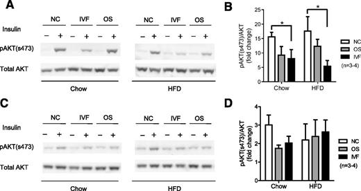 Figure 4. Basal and insulin stimulated phosphorylation of Akt-Ser473 in liver (A and B) and muscle tissue (C and D) from male mice fed chow or HFD and untreated (−) or treated (+) with insulin for 3 min. Left panels show a representative sample of one mouse per treatment group. Right panels show quantification of Western blots, as the fold change in pAKT relative to total AKT in response to insulin stimulation from n = 3–4 mice per group. B: *IVF vs. NC, P = 0.02.