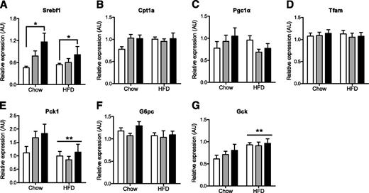 Figure 5. Hepatic gene expression (A, Srebf1; B, Cpt1α; C, Pgc1α; D, Tfam; E, Pck1; F, G6pc; G, Gck) of male mice. White bars represent the NC group, gray bars represent the OS group, and black bars represent the IVF group (n = 6). A: *IVF vs. NC, P = 0.01. E: **Diet effect, P = 0.01. G: **Diet effect, P = 0.006.