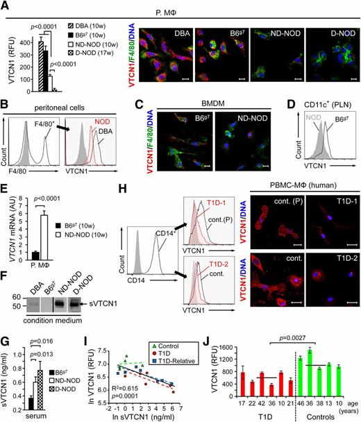 Figure 1. Surface VTCN1 presentation is altered in APCs from NOD mice and T1D patients. A: Quantitative analysis (left) and representative images (right) of peritoneal macrophages (P.MΦ) stained for VTCN1 (red) and F4/80 (green). Data are reported as the mean RFU ± SEM (n = 3–5 mice/group). Scale bars, 10 µm. D, diabetic; ND, nondiabetic. B: FACS of F4/80+ peritoneal cells from mice. Gray, isotype control. C: Representative images of BMDMs stained as in A. D: FACS of CD11c+ DCs from pancreatic lymph nodes (PLN). E: Quantitative RT-PCR of VTCN1 mRNA in B6g7 and ND-NOD P.MΦ. Data are reported as mean arbitrary units (AU) ± SEM (n = 3 mice/group). F: VTCN1 immunoblot of medium conditioned by P.MΦ. Black line separates noncontiguous lanes from the same gel. G: ELISA of sVTCN1 in mouse sera. Data are reported as the mean ± SEM (n = 12 mice/group). H: FACS (left) and immunohistochemistry (right) of human CD14+ PBMC-MΦs. cont.(P), nondiabetic parent of T1D-1 patient; gray, isotype control. Scale bars, 20 µm. I: Linear regression analysis of serum sVTCN1 and VTCN1 on PBMC-MΦs from humans. The overall correlation (solid black line) and individual correlations for each group (dashed lines of the corresponding color) are shown. J: Quantitative immunofluorescence analysis of VTCN1 on PBMC-MΦs from six T1D patients and five matching control subjects. Data are reported as the mean RFU ± SEM (n > 100 cells/subject). Black lines show the mean for each group. Statistics were calculated by one-way ANOVA with Tukey post hoc test (A and G) and unpaired Student t test (E).