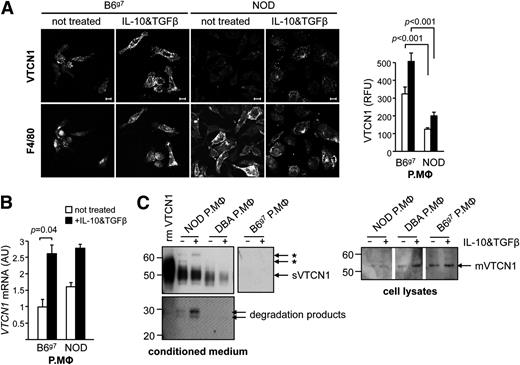 Figure 2. IL-10 and TGF-β increase VTCN1 expression and its surface presentation in peritoneal macrophages (P.MΦ). A: VTCN1 immunostaining of (left) and quantitative analysis of (right) the fluorescent signal F4/80+ P.MΦ from B6g7 and prediabetic NOD mice after incubation for 72 h in the presence or absence of 10 ng/mL IL-10 and 10 ng/mL TGF-β. Scale bars, 10 µm. B: Quantitative RT-PCR analysis of VTCN1 mRNA in P.MΦ treated as in A. Data are reported as the mean ± SEM from two experiments (n = 3 mice/group). The effect of cytokine treatment in B6g7 and NOD mice was evaluated by two-way ANOVA followed by Bonferroni post hoc test. C: Immunoblot (7 µg/lane) of conditioned medium (left) and cell lysates (right) of P.MΦ. mVTCN1, membrane-tethered VTCN1. Asterisks indicate nonspecific bands. The blot was split between 50 and 30 kD to use a darker exposure for the degraded products with lower molecular weights. AU, arbitrary units.