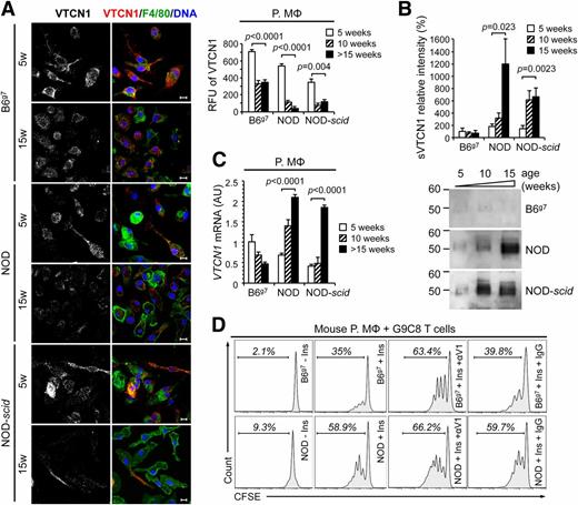 Figure 3. Shedding-dependent loss of surface VTCN1 impairs its functionality. A: VTCN1 immunostaining of F4/80+ peritoneal macrophages (P.MΦ) isolated from B6g7, NOD, and NOD-scid mice of indicated ages. Representative images (left) and quantification (right). Data are reported as the mean RFU ± SEM (n = 3–5 mice/group). Scale bars, 10 µm. B: Detection and quantification of sVTCN1 in medium conditioned by P.MΦ from B6g7, NOD, and NOD-scid mice of different ages. Relative intensities of shed VTCN1 bands were expressed as percentages of sVTCN1 detected in media from 5-week-old B6g7 P.MΦ. Data are reported as the mean ± SEM (n = 4–6 group/mice). Bottom:Representative immunoblots. C: Quantitative RT-PCR analysis of VTCN1 mRNA levels in P.MΦ from B6g7, NOD, or NOD-scid mice at 5 and 15 weeks of age. Data are reported as the mean ± SEM (n = 3–5). D: FACS analysis of proliferating CFSE-labeled insulin-reactive G9C8 TCR-transgenic CD3+ cells cocultured with NOD or B6g7 macrophages in the presence of InsB15–23 peptide (Ins), inhibitory anti-VTCN1 antibody (αV1), or an isotype control (IgG). The percentages of proliferating cells within the gated region are shown. Statistics were calculated by one-way ANOVA with Dunnett post hoc test for each mouse strain vs. the 5-week-old group (A and B) or by two-way ANOVA (C).