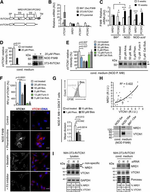 Figure 4. NRD1 cleaves cell surface VTCN1. A: Schematics of VTCN1. SP, signal peptide; DS, disulfide bond; TM, transmembrane domain; Ig1/2, Ig-like domains; arrow, predicted cleavage site (K246R↓RS249). B: Quantitative RT-PCR analysis of peritoneal macrophages (P.MΦ) and 3T3 cells. Data are reported as the mean arbitrary units (AU) ± SEM (n = 3). C: Age-related changes in NRD1 and PCSK2 expression. Data are reported as the mean AU ± SEM (n = 3–5 mice/group); *P < 0.05; ***P < 0.001. D: Detection and quantification of sVTCN1 in conditioned (cond.) medium after phenanthroline (Phen.) treatment. Data are reported as the mean ± SEM (n = 2). Representative immunoblots (right). E: Detection and quantification of sVTCN1 in conditioned medium after treatment with indicated inhibitor. Ama., amastatin; Bes., bestatin; Furin II, furin inhibitor II; Cat./Sub., cathepsin/subtilisin inhibitor. Representative immunoblot (right). The arrow indicates sVTCN1. The asterisk indicates a nonspecific band. Data are reported as the mean ± SEM (n = 2). F: Quantification (top) and representative images (bottom) of VTCN1 on P.MΦ treated with indicated inhibitor. Data are reported as the mean ± SEM (n > 100 cells/treatment). Scale bars, 10 µm. G: Proliferation of CFSE-labeled G9C8 cells cocultured with P.MΦ and treated with indicated inhibitor. Top: Representative FACS. Bottom: Data are reported as the mean division cycle ± SEM (n = 3). H: Regression analysis fit of relative immunoblot intensities of NRD1 and sVTCN1 in conditioned media from P.MΦ (top) and representative immunoblots (bottom). The black line separates noncontiguous lanes from the same gel. I: Immunoblots of cell lysates (left) and conditioned media (right) after siRNA silencing of NRD1. C, control; N, NRD1 siRNA; S, scrambled siRNA. Statistics were calculated by two-way ANOVA (C), unpaired Student t test (D), and one-way ANOVA with Dunnett post hoc test (E–G).