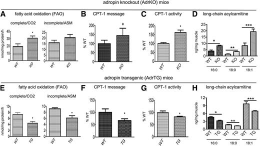Figure 2. A: In the AdrKO group, complete FAO, indicated by CO2 production, and incomplete FAO, indicated by ASM production, in muscle lysate were measured (n = 7–8). B: Cpt1b message levels were measured (n = 6–7). C: Muscle mitochondria were isolated and CPT-1 activity measured. The activity assay was performed in three separate groups. The results in individual groups were converted to % WT and pooled (n = 11–13). D: LC-ACs, including 16:0 (palmitoylcarnitine), 18:0 (stearoylcarnitine), and 18:1 (oleoylcarnitine), in muscle were quantified (n = 3–5). E: In the AdrTG group, complete FAO and incomplete FAO in muscle lysate were measured (n = 4–11). F: Cpt1b message levels were measured (n = 5–8). G: Muscle CPT-1 activity assay was performed in two separate groups. The results in individual groups were converted to % WT and pooled (n = 6–10). H: LC-ACs in muscle were quantified (n = 4–7). *,**, and ***P < 0.05.