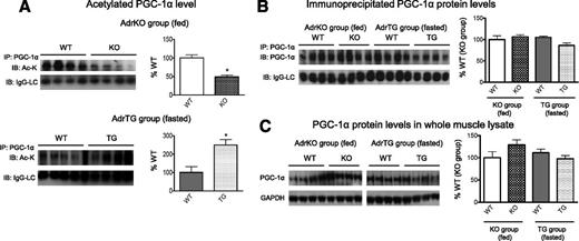 Figure 4. The AdrKO group was maintained in the fed state, and the AdrTG group was fasted overnight (16 h). A: PGC-1α protein was immunoprecipitated from whole-tissue lysate, and the immunoprecipitated products were immunoblotted for acetylated lysine (Ac-K) (AdrKO group, n = 5–6; AdrTG, n = 6–8). The light chain of IgG (IgG-LC) was used as the loading control. (Note: the blotting of the two groups was performed in separate runs.) B: PGC-1α protein was immunoprecipitated from whole-tissue lysate, and the immunoprecipitated products were immunoblotted for PGC-1α protein (AdrKO group, n = 4; AdrTG, n = 4). The IgG-LC was used as the loading control. C: The PGC-1α protein levels in the same lysate were directly measured by immunoblotting (AdrKO group, n = 4–6; AdrTG group, n = 6). IB, immunoblotting; IP, immunoprecipitation. *P < 0.05.