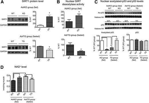 Figure 5. The AdrKO group was maintained in the fed state, and the adropin TG group was fasted overnight (16 h). A: SIRT1 protein levels in whole-muscle lysates were measured (AdrKO group, n = 6–7; AdrTG, n = 6–7). (Note: the blotting of the two groups was performed in separate runs.) B: SIRT deacetylase activities in muscle nuclear extracts were measured (AdrKO group, n = 6–7; AdrTG, n = 5–6). The activity of the fasted WT mice in the AdrTG group is significantly higher than that of the fed WT mice in the AdrKO group. C: Acetylated p53 (Ac-p53) levels and p53 levels in muscle nuclear extracts were measured (Ac-p53, n = 4; p53, n = 3–5). D: The NAD+ levels in whole-muscle extracts were measured (AdrKO group, n = 6; AdrTG, n = 6). *,**, and ***P < 0.05.