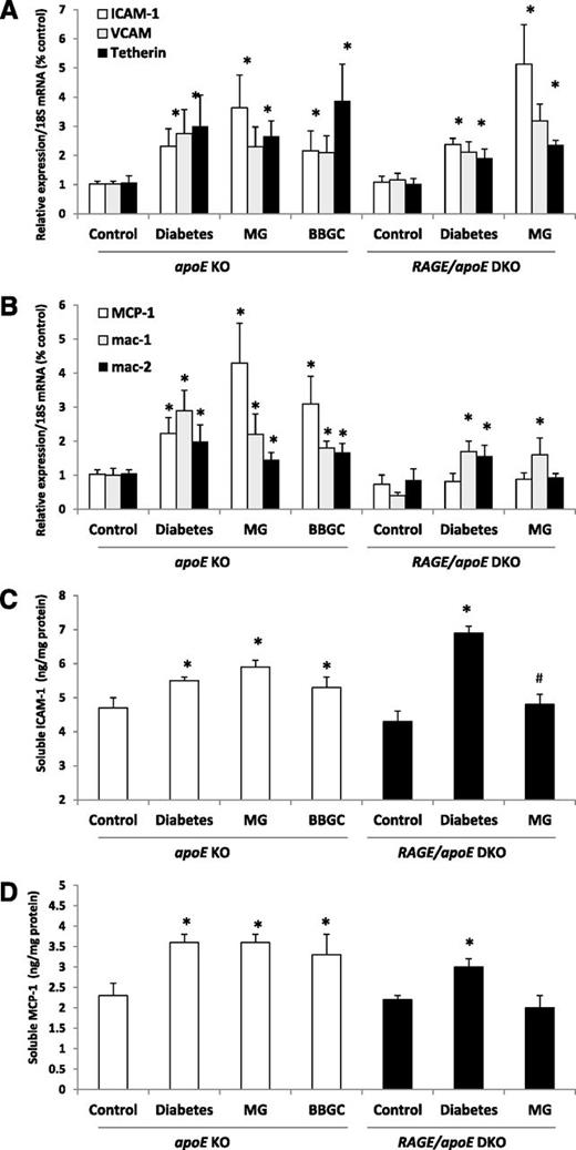 Figure 3. The gene expression of adhesion molecules ICAM-1, VCAM, and tetherin (A) and macrophage markers (Mac-1 and Mac-2) and the chemokine MCP-1 (B) in the aortic arch in apoE KO mice and RAGE/apoE double KO mice with and without 6 weeks of diabetes or exposure to MG, as assessed by real-time RT-PCR. Panels C and D show the circulating concentrations of ICAM and MCP-1 protein, respectively, in the same models. *P < 0.05 vs. control; #P < 0.05 vs. hyperglycemia.