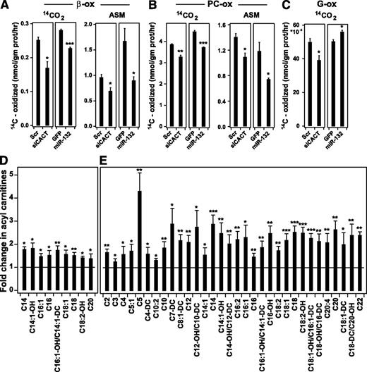 Figure 4. CACT knockdown reduces β-oxidation and leads to acyl-carnitine accumulation. A–C: siCACT and miRNA 132 both blunt β-oxidation. INS-1 832/13 cells were transfected with CACT siRNAs or scrambled (Scr) oligonucleotides as negative control or were infected with Ad-GFP or Ad-miRNA-132. Palmitate oxidation (14CO2 released and ASM) (A), palmitoyl-carnitine oxidation (14CO2 released and ASM) (B), and glucose oxidation (C) were measured 48 h after transfection/infection, as described in Research Design and Methods. Units for all the graphs are nanomoles 14C per milligram protein per hour. D, E: Metabolic profile demonstrates an accumulation of acyl-carnitines in response to CACT downregulation. INS-1 832/13 cells were transfected with CACT siRNAs or control oligonucleotides (Scr-siRNA) and maintained for 48 h in RPMI supplemented with 1 mmol/L L-carnitine. The culture medium was refreshed without (D) or with (E) PC (50 μmol/L) and 1.5 mmol/L glucose 2 h before harvesting the cells for metabolic profiling. All metabolite measurements in response to CACT siRNA are normalized to control measurements. All bars represent statistically significant upregulation in metabolites. All experiments were performed three times.*P < 0.05; **P < 0.01; ***P < 0.001.