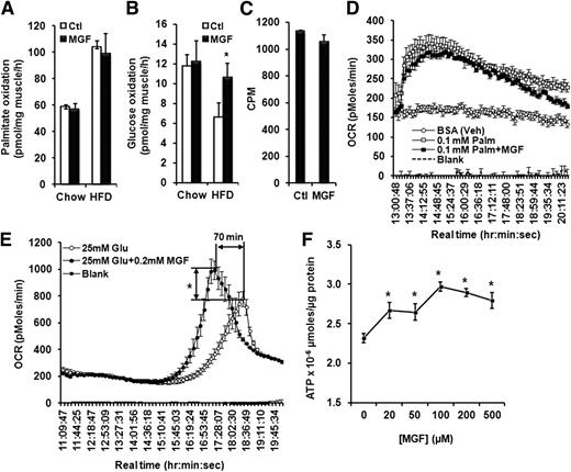 Figure 4. MGF stimulates glucose oxidation. Palmitate (A) and glucose (B) oxidation was measured after a 12-h fast in soleus muscle isolated from mice fed with CD or HFD, with or without 0.5% MGF, for 18 weeks (n = 6–7). C: [14C]-labeled oleic acid oxidation in C2C12 myotubes pretreated or not with 200 μmol/L MGF for 16 h. Palmitate (D) and glucose (E) oxidation in C2C12 myotubes measured by Seahorse Bioscience Metabolic Flux analyzer. Myotubes differentiated from C2C12 cells in XF24 microplates were incubated overnight in glucose-free and sodium pyruvate–free DMEM, with or without 200 μmol/L MGF. OCR was recorded after injection of vehicle (D), BSA-conjugated palmitate (D), or d-glucose (E) into wells, with or without 200 μmol/L MGF. F: Intracellular ATP levels in C2C12 myotubes incubated overnight in glucose-free and sodium pyruvate–free DMEM in the presence of various concentrations of MGF and then incubated in media containing 25 mmol/L glucose with matching concentrations of MGF for 8 h. ATP was determined using the CellTiter-Glo Luminescent Cell Viability Assay kit according to the manufacturer’s instructions (Promega). In vitro experiments were conducted three to four times and each time with triplicates for each condition. Values are average ± SEM. *P < 0.05. P values were obtained by t test.