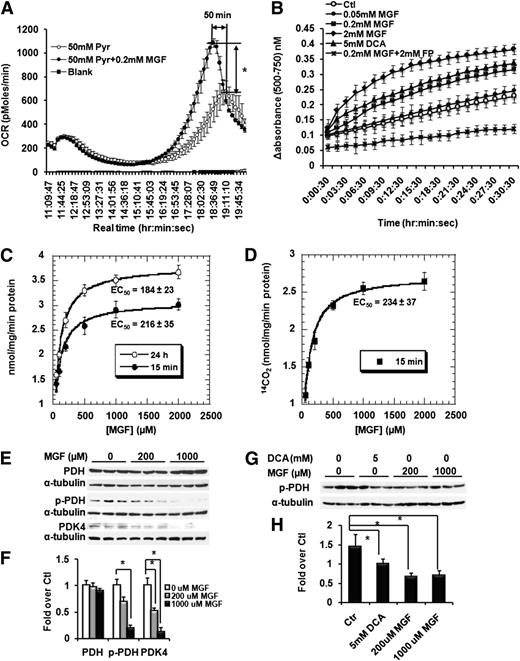 Figure 6. MGF enhances pyruvate oxidation by activating PDH. A: Pyruvate oxidation in myotubes differentiated from C2C12 cells measured by Seahorse Bioscience Metabolic Flux analysis. Myotubes differentiated from C2C12 cells in XF24 microplates were incubated overnight in glucose-free and sodium pyruvate–free DMEM, with and without 200 μmol/L MGF. OCR was recorded after injection of sodium pyruvate into wells, with or without 200 μmol/L MGF. B: PDH activities measured as the difference between absorbances at 500 nm and 750 nm at 25°C in mitochondrial protein from C2C12 myotubes treated with various concentrations of MGF for 24 h or 15 min or with 5 mmol/L DCA or FP + 200 μmol/L MGF for 15 min. C: Initial rates of PDH-catalyzed pyruvate oxidation measured as the difference between absorbances at 500 nm and 750 nm in mitochondrial protein from C2C12 myotubes treated with various concentrations of MGF for 24 h or 15 min. The unit of activity was determined by using extinction coefficient of reduced p-iodonitrotetrazolium violet (12.4 mmol ⋅ L−1 ⋅ cm−1). D: Initial rates of PDH catalyzed [14C]-labeled pyruvate oxidation measured as the production of 14CO2 by mitochondrial protein from C2C12 myotubes treated with various concentrations of MGF for 15 min. E: Western blots of proteins extracted from C2C12 myotubes treated with 200 or 1,000 μmol/L MGF for 15 min and 24 h. Membrane was blotted with PDH (1:250 dilution; Cell Signaling), p-PDH (1:2,000; Abcam), PDK4 (1:500; laboratory of Dr. Robert Harris at Indiana University School of Medicine), or α-tubulin (1:2,000; Sigma-Aldrich) at 4°C overnight. F: Quantitative analysis of Western blots shown in E. G: Western blots of proteins extracted from C2C12 myotubes treated with 200 or 1,000 μmol/L MGF or 5 mmol/L DCA for 15 min. H: Quantitative analysis of Western blots shown in G. Values are average ± SEM. *P < 0.05. P values were obtained by t test (A) or ANOVA test (F and H).