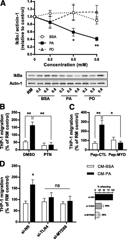 Figure 2. Inhibition of TLR-NF-κB signaling in muscle prevents ATP release and monocyte migration. A: Activation of the NF-κB pathway was measured by the degradation of its repressor IκB in L6 myotubes treated for 18 h with PA, PO, or BSA vehicle. Immunoblotting was performed using specific antibodies to IκB. Blots were quantified, and densitometry results were expressed relative to actinin-1 as a loading control. Results are the average of seven independent experiments, and a representative gel is illustrated. B and C: L6 myotubes were pretreated with the NF-κB inhibitor parthenolide (PTN, 25 µmol/L for 1 h) or with an MYD88 inhibitory peptide (Pep-MYD, 50 µmol/L for 3 h), and then treated with PA, PO, or BSA for 18 h in the presence of the same inhibitor. D: Myotubes were transfected with siRNA to target TLR4 or MYD88 or a non-targeting, non-related (NR) sequence, as described in Research Design and Methods. PA (0.5 mmol/L) or BSA were then added to the media for 18 h. CM were collected, and THP1 monocyte migration was measured as described in Research Design and Methods. Insert: Efficiency of gene silencing measured by qPCR. Results are reported as the mean ± SEM, n ≥ 4. *P < 0.05, **P < 0.01 vs. BSA control. ns, not significant; Pep, peptide; RM; regular medium used to culture L6 myotubes; si, siRNA.