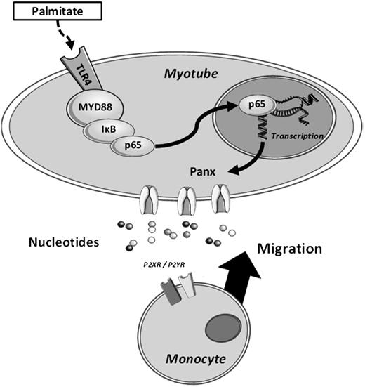 Figure 8. Schematic representation of how nucleotides are released through pannexin (Panx) channels from fatty acid–challenged muscle cells and attract monocytes. Activation of the TLR4/NF-κB pathways leads to an increase in pannexin expression and opening at the plasma membrane. The subsequent nucleotide release attracts monocytes. The figure was created using Servier Medical Art (http://www.servier.com).