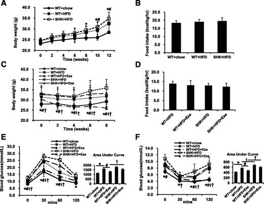 Figure 1. The effect of exenatide on reducing body weight and maintaining glucose homeostasis is attenuated in SIRT1+/− mice. A: Body weight during HFD feeding detected every 2 weeks. *P < 0.05 WT+HFD vs. WT+chow; #P < 0.05 SHK+HFD vs. WT+HFD. B: Average food intake during HFD feeding before exenatide treatment. C: Body weight during exenatide treatment detected every 2 weeks. D: Average food intake during exenatide treatment. E: IPGTT after exenatide treatment and area under the curve. F: IPITT after exenatide treatment and area under the curve. For C, E, and F, *P < 0.05 WT+HFD vs. WT+chow; #P < 0.05 SHK+HFD vs. WT+HFD; §P < 0.05 WT+HFD+Exe vs. WT+HFD; †P < 0.05 SHK+HFD+Exe vs. WT+HFD+Exe. Data are expressed as mean ± SEM (n = 5–12). Exe, exenatide; SHK, SIRT1 heterozygous knockout mice.