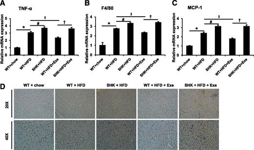 Figure 3. SIRT1 is required by exenatide to relieve inflammation in liver. Relative mRNA expression is shown for TNF-α (A), F4/80 (B), and MCP-1 (C) in the liver. D: Immunohistochemical staining with macrophage marker F4/80 in the liver. Data are expressed as mean ± SEM (n = 5–12). *P < 0.05 WT+HFD vs. WT+chow; #P < 0.05 SHK+HFD vs. WT+HFD; §P < 0.05 WT+HFD+Exe vs. WT+HFD; †P < 0.05 SHK+HFD+Exe vs. WT+HFD+Exe. Exe, exenatide; SHK, SIRT1 heterozygous knockout mice.