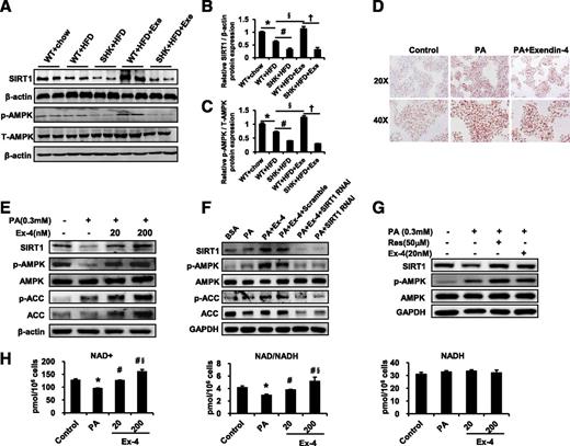 Figure 4. Exenatide-reduced hepatic steatosis depends on the SIRT1/AMPK pathway. A: Total protein extracted from liver lysates was used in Western blot. SIRT1, p-AMPK, and total (T-)AMPK were detected with specific antibodies. Ratios of SIRT1 to β-actin (B) and p-AMPK to T-AMPK (C) were quantified in three independent experiments per condition. Data are expressed as the mean ± SEM (n = 3). D: Oil Red O staining of HepG2 cells treated with PA (0.3 mmol/L) and Ex-4 (20 nmol/L) as indicated for 24 h. E: HepG2 cells were treated with PA (0.3 mmol/L) and Ex-4 (20 nmol/L and 200 nmol/L, respectively) as indicated for 24 h. F: HepG2 cells were transfected with lentiviral vectors expressing SIRT1 RNAi for 12 h and the medium was changed, and cells were cultured for another 48 h. Then, transfected cells were treated with PA (0.3 mmol/L) and Ex-4 (20 nmol/L) as indicated for 24 h. G: HepG2 cells were treated with PA (0.3 mmol/L) and resveratrol (50 μmol/L) or Ex-4 (20 nmol/L), as indicated, for 24 h. H: Intracellular levels of the NAD+-to-NADH ratio, NAD+, and NADH in HepG2 cells treated with PA (0.3 mmol/L) and Ex-4 (20 nmol/L and 200 nmol/L, respectively), as indicated, were quantified in three independent experiments per condition. Data are expressed as the mean ± SEM (n = 3). For H, *P < 0.05 vs. control; #P < 0.05 vs. PA; §P < 0.05 vs. Ex-4 (20 nmol/L). For B and C, *P < 0.05 WT+HFD vs. WT+chow; #P < 0.05 SHK+HFD vs. WT+HFD; §P < 0.05 WT+HFD+Exe vs. WT+HFD; †P < 0.05 SHK+HFD+Exe vs. WT+HFD+Exe. Exe, exendin; Ex-4, exendin-4; PA, palmitate; SHK, SIRT1 heterozygous knockout mice.