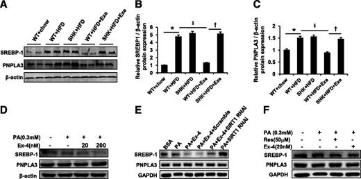 Figure 5. SIRT1 is required by exenatide to ameliorate lipogenesis through inhibiting SREBP-1 in the liver. A: Total protein extracted from liver lysates was used in Western blot. SREBP-1 and PNPLA3 were detected with specific antibodies. Ratios of SREBP-1 to β-actin (B) and PNPLA3 to β-actin (C) were quantified in three independent experiments per condition. Data are expressed as the mean ± SEM (n = 3). D: HepG2 cells were treated with PA (0.3 mmol/L) and Ex-4 (20 nmol/L and 200 nmol/L, respectively), as indicated, for 24 h. E: HepG2 cells were transfected with lentiviral vectors expressing SIRT1 RNAi for 12 h, the medium was changed, and cells were cultured for another 48 h. Transfected cells were then treated with PA (0.3 mmol/L) and Ex-4 (20 nmol/L), as indicated, for 24 h. F: HepG2 cells were treated with PA (0.3 mmol/L) and resveratrol (50 μmol/L) or Ex-4 (20 nmol/L), as indicated, for 24 h. *P < 0.05 WT+HFD vs. WT+chow; §P < 0.05 WT+HFD+Exe vs. WT+HFD; †P < 0.05 SHK+HFD+Exe vs. WT+HFD+Exe. Exe, exendin; Ex-4, exendin-4; PA, palmitate; SHK, SIRT1 heterozygous knockout mice.