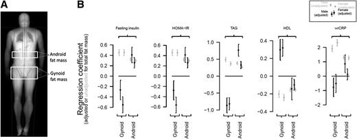 Figure 1. Associations between regional fat distribution and risk factors for metabolic disease. A: Representative DEXA scan indicating the demarcation of android and gynoid fat as defined by Encore software. The android region lies between the ribs and iliac crest. The gynoid region includes the upper thighs and the hips. B: Regression of risk factors (fasting insulin, HOMA-IR, TAG, HDL, and CRP) on depot-specific fat mass (gynoid or android) unadjusted and adjusted for TFM. Estimates of regression coefficients are shown as points with 95% CIs as whiskers. The regression was performed separately for each combination of risk factor, fat depot, and sex. All risk factor and fat mass data were log transformed; prior to log transformation, CRP >10 μg/mL were omitted and a single zero data point was transformed to 0.01 µg/mL—the value of the next smallest data point. wrCRP, wide-range CRP.