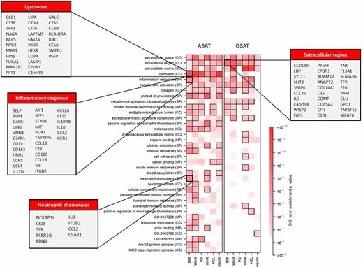 Figure 4. GO analysis of genes positively associated with obesity traits. Genes positively associated with obesity in GSAT and ASAT were tested for overrepresentation at GO terms at the 10−4 significance level (significant term-trait pairs are boxed, and enrichment P values are presented using the accompanying color scale). Examples of genes are presented in cutouts listing the most significantly obesity-associated genes, up to a maximum of 30. Supplementary Table 5 provides full gene names, and Supplementary Table 6 lists all significant GO terms and enrichment P values. BP, biological process; CC, cellular component; MF, molecular function.