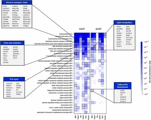 Figure 5. GO analysis of genes negatively associated with obesity traits. Genes negatively associated with obesity in GSAT and ASAT were tested for overrepresentation at GO terms at the 10−4 significance level (significant term-trait pairs are boxed, and enrichment P values are presented using the accompanying color scale). Examples of genes are presented in cutouts listing the most significantly obesity-associated genes, up to a maximum of 30. Supplementary Table 5 provides full gene names, and Supplementary Table 6 lists all significant GO terms and enrichment P values. BP, biological process; CC, cellular component; MF, molecular function; TCA, tricarboxylic acid.