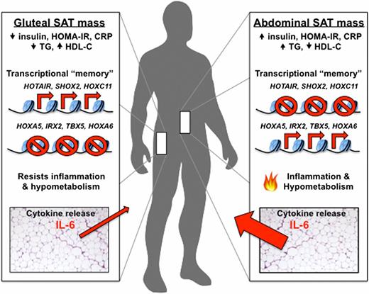Figure 1. A depot-specific transcriptional “memory” contributes to the opposing effects of GSAT and ASAT depots on metabolism. Independently of total fat mass, GSAT and ASAT masses display opposing relationships with fasting insulinemia, insulin resistance, and dyslipidemia (gluteal, beneficial; abdominal, detrimental). Pinnick et al. (14) identify depot-specific gene expression signatures in a number of developmental genes (increased expression of HOTAIR, SHOX2, and HOXC11 in GSAT and HOXA5, IRX2, TBX5, and HOXA6 in ASAT) that are maintained in preadipocytes isolated from these depots and in mature adipocytes differentiated in vitro. In obesity, these intrinsic differences between depots are thought to enable GSAT to resist many of the deleterious changes in gene expression (inflammation and hypometabolism) that occur in ASAT. Arteriovenous measurements from these depots revealed that ASAT secreted more than four times as much proinflammatory IL-6 as GSAT, despite comparable leptin production and adipocyte size distribution.