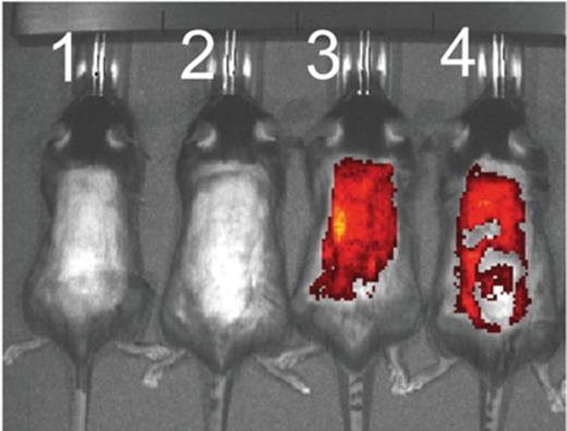 Representative skin fluorescence in 4-week-old mice fed an LFD for 4 weeks.
