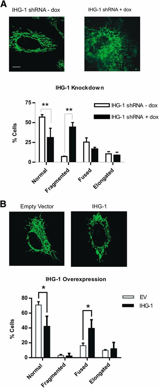 Figure 2. Altered expression of IHG-1 results in altered mitochondrial morphology. A: HeLa cells expressing tetracycline-inducible shRNAi constructs specific for IHG-1 were transduced with lentiviral vector expressing mtGFP. Cells were then cultured in the absence or presence of doxycycline for 96 h. Representative confocal images of each cell line are shown. Mitochondrial morphology was scored as normal, fragmented, fused, or elongated for at least 15 cells for each per experiment. Graphs present the data as the mean and SEM for three independent experiments (n = 45). B: Control HeLa cells (empty vector) or cells stably overexpressing IHG-1 were transduced with lentiviral vector expressing mtGFP and scored as in A. Representative confocal images are shown for each cell line. Results are presented graphically as the mean and SEM for four independent experiments (n = 60). Scale bar, 10 µm. *P < 0.05; **P < 0.01; mean ± SEM. dox, doxycycline; EV, empty vector.