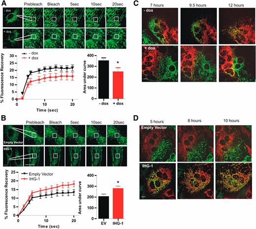 Figure 3. IHG-1 increases mitochondrial fusion. A: HeLa cells expressing tetracycline-inducible shRNAi constructs specific for IHG-1 were transduced with lentiviral vector expressing mtGFP. (Top) Cells were cultured in the presence or absence of doxycycline for 96 h. FRAP assessments were carried out by live cell imaging. (Bottom) Fluorescence recovery was analyzed for at least 15 cells for each cell line per experiment. Fluorescence recovery over time is expressed as a percentage of the original fluorescence prior to photobleaching (left-hand panel). For each individual cell assessed, the area under the curve was calculated and is presented in the right-hand panel. Results are presented as the mean and SEM for three independent experiments (n = 45). Scale bar, 10 µm. Black triangles represent IHG-1 shRNA cell lines –doxycycline; red diamonds represent IHG-1 shRNA cell lines +doxycycline. B: (Top) FRAP assessments were carried out in HeLa cells stably overexpressing either IHG-1 or control cells (empty vector) as in A. Results are presented as the mean and SEM for three independent experiments (n = 45). Scale bar, 10 µm. (Bottom) Black triangles represent empty vector cell lines; red diamonds represent IHG-1 cell lines. C: Cells from A were transduced with lentiviral vector expressing either mtGFP or mtRFP. GFP and RFP cells for each cell line were cocultured and fused by incubation with PEG. Mitochondrial fusion, as measured by overlapping RFP and GFP fluorescence, was assessed over 12 h. Representative confocal images for each cell line are shown. Scale bar, 20 µm. D: Cells from B were transduced with lentiviral vector expressing either mtGFP or mtRFP. Mitochondrial fusion was assessed as in C over 10 h. Representative confocal images for each cell line are shown. Scale bar, 20 µm. *P < 0.05; mean ± SEM; n = 3 throughout. dox, doxycycline; EV, empty vector.