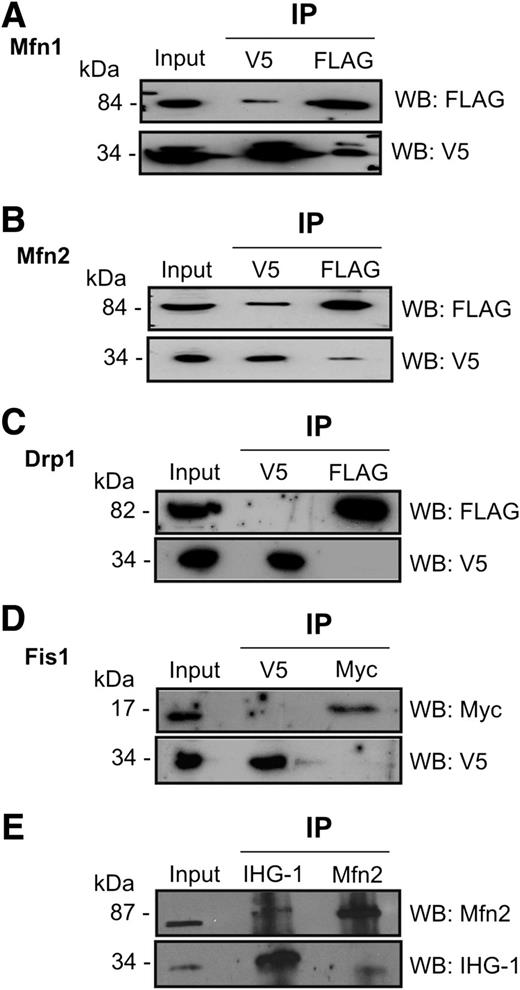 Figure 4. IHG-1 binds to Mfn1 and Mfn2. HEK293T cells were cotransfected with IHG-1-V5 and FLAG-tagged Mfn1 (A), Mfn2 (B), and Drp1 (C) or Myc-tagged mitochondrial Fis1 (D). Binding of proteins was assessed by immunoprecipitation and Western blotting(WB). E: Endogenous IHG-1 or Mfn2 was immunoprecipitated from HeLa cells. Coimmunoprecipitation of the alternate protein was assessed by Western blotting. IP, immunoprecipitation.