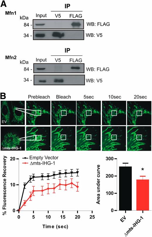 Figure 5. IHG-1 must complex with Mfn1 and Mfn2 to increase mitochondrial fusion. A: HEK293T cells were cotransfected with Δmts-IHG-1-V5 and either FLAG-tagged Mfn1 or Mfn2. Binding of proteins was assessed by immunoprecipitation and Western blotting (WB). B: (Top) FRAP assessments were carried out in HeLa cells stably overexpressing Δmts-IHG-1 or control cells (empty vector) that were transduced with lentiviral vector expressing mito-GFP. Presentation and analyses of results are as described in Fig. 3A. (Bottom) Black triangles represent empty vector cell lines; red diamonds represent Δmts-IHG-1 cell lines. *P < 0.05; mean ± SEM; n = 3 throughout. IP, immunoprecipitation; EV, empty vector.