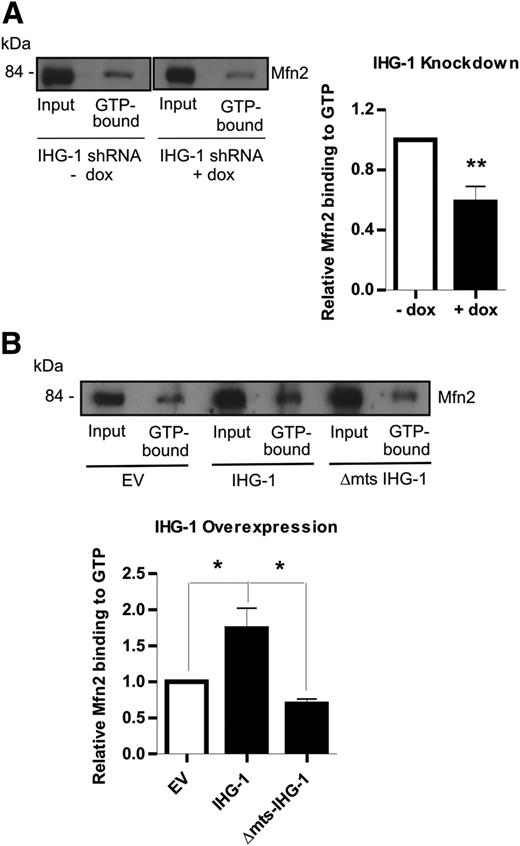 Figure 6. IHG-1 increases Mfn2-GTP binding. A: HeLa cells expressing tetracycline-inducible shRNAi constructs specific for IHG-1 or a scrambled construct (Scr) were cultured in the presence of doxycycline for 96 h. Whole-cell lysates were incubated with GTP-agarose beads for 2 h. GTP-bound Mfn2 was assessed by Western blotting. The percentage of Mfn2 bound to GTP was calculated based on input samples and is presented as the mean and SEM (right-hand panel). B: Whole-cell lysates from HEK293T cells transfected with V5-tagged IHG-1, Δmts-IHG-1, or control cells (empty vector) were assayed as in A. *P < 0.05; **P < 0.01; n = 3 throughout. dox, doxycycline; EV, empty vector.