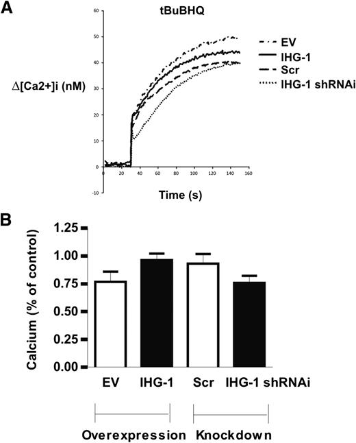 Figure 7. IHG-1 does not alter Ca2+ levels. A: Representative recordings of [Ca2+]i mobilization after passive discharge of ER Ca2+ stores by tBuBHQ (0.5 mmol/L) in HeLa cell lines expressing IHG-1 or shRNAi constructs specific for IHG-1 and in control (empty vector) and Scr cell lines. B: Bar graph represents the mean and SEM for three independent experiments. There was no significant difference in means. EV, empty vector.