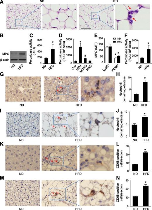 Figure 1. High-fat feeding is associated with neutrophil accumulation and MPO activation in epididymal fat. C57BL/6J (WT) mice were fed the ND or HFD for 16 weeks. A: Epididymal fat was formalin-fixed and embedded in paraffin. Sections were stained with hematoxylin and eosin. Representative neutrophils are identified by arrows. Scale bars, 100 µm. Images are representative of triplicate samples. B: MPO protein expression in epididymal fat was determined by Western blotting. Data are representative of three independent experiments. C: Peroxidase activity was measured in epididymal fat (n = 4). *P < 0.05 vs. ND. D: Neutrophils (NEU), monocytes (MONO), and macrophages (MAC) were isolated from the peritoneal lavage of WT mice treated with thioglycollate, and peroxidase activity was measured and normalized to cell numbers. Peritoneal cells isolated from the lavage of mice treated with normal saline were used as a control (Con; n = 4). *P < 0.05 vs. Con. RLU, relative luminescence units. E: Neutrophils and macrophages in stromal vascular fraction were isolated from ND-fed and HFD-fed WT mice. Neutrophils were labeled by anti-Ly6G and CD11b antibodies, macrophages were labeled by anti-F4/80 and CD11b antibodies, and MPO was detected by anti-MPO antibody. The expression of MPO in neutrophils (Ly6G+) and macrophages (F4/80+) was measured by flow cytometry and expressed as median fluorescence intensity (MFI). F: Neutrophils were isolated from WT mice fed the ND or HFD for 16 weeks, and peroxidase activity was assayed and normalized to cell numbers (n = 4). *P < 0.05 vs. ND-fed WT. Representative immunohistochemical staining for neutrophil elastase in liver (G) and BAT (I) from ND- or HFD-fed WT mice. Quantification of immunohistochemical staining of neutrophil elastase in liver (H) and BAT (J) sections (n = 5). *P < 0.05 ND vs. HFD. Representative immunohistochemical staining for CD68 in liver (K) and BAT (M) from ND- or HFD-fed WT mice. Quantification of immunohistochemical staining of CD68 in liver (L) and BAT (N) sections (n = 5). *P < 0.05 ND vs. HFD.