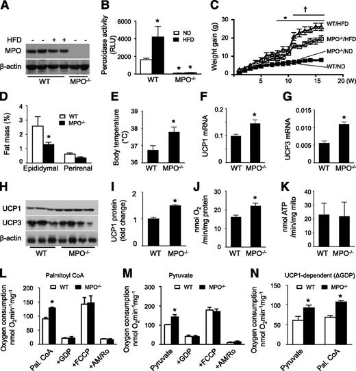 Figure 2. Deletion of MPO diminishes HFD-induced obesity via upregulation of UCP1 and mitochondrial oxygen consumption in BAT. A: MPO−/− and WT mice were fed the ND or HFD for 16 weeks. After thioglycollate treatment, neutrophils were isolated, and expression of MPO was determined by Western blotting. B: Neutrophils were isolated from WT and MPO−/− mice fed the ND or HFD, and peroxidase activity was assayed (n = 4). *P < 0.05 vs. ND-fed WT. RLU, relative luminescence units. C: Weight gain in WT and MPO−/− mice fed the ND or HFD (n = 8–10). *P < 0.05 vs. ND-fed WT; †P < 0.05 vs. HFD-fed WT. D: Fat pad weight in WT and MPO−/− mice fed the HFD for 16 weeks. *P < 0.05 vs. WT. E: Rectal temperature of WT and MPO−/− mice fed the HFD for 16 weeks (n = 8). *P < 0.05 vs. WT. Levels of UCP1 (F) and UCP3 (G) mRNA in BAT from WT and MPO−/− mice fed the HFD for 16 weeks were measured by quantitative real-time PCR. *P < 0.05 vs. WT. H: Protein levels of UCP1 and UCP3 in BAT isolated from HFD-fed WT and MPO−/− mice were measured by Western blotting. I: UCP1 level was quantified by densitometry. *P < 0.05 vs. WT. J: Mitochondrial oxygen consumption in HFD-fed WT and MPO−/− mouse BAT was measured after stimulation with succinate and ADP (n = 3). *P < 0.05 vs. WT. K: BAT mitochondrial fractions were treated with succinate and ADP, and ATP production was assayed by high-performance liquid chromatography. L–N: BAT mitochondria were isolated from HFD-fed WT and MPO−/− mice, and oxygen consumption rates were measured as described in research design and methods (n = 4). *P < 0.05 vs. WT. AM+Ro, antimycin A + rotenone; Pal. CoA, palmitoyl CoA.