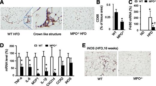 Figure 3. Deletion of MPO reduces inflammatory response in WAT. WT and MPO−/− mice were fed the HFD for 6 weeks. A: Representative images of WAT immunostained for the macrophage marker CD68. B: Quantification of immunohistochemical staining of CD68 in WAT sections (n = 4). *P < 0.05 vs. WT. C: Expression of F4/80 mRNA was measured by quantitative real-time PCR (n = 4). *P < 0.05 HFD vs. ND; †P < 0.05 MPO−/− vs. WT. D: Cytokine mRNAs in WAT were measured by quantitative real-time PCR (n = 4). *P < 0.05 MPO−/− vs. WT. E: WT and MPO−/− mice were fed the HFD for 16 weeks. Expression of iNOS in WAT was analyzed by using immunohistochemistry.